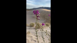 Beauty of Kelso Dunes: California's Desert Gem