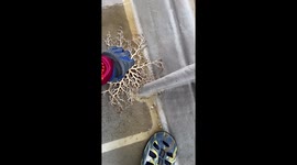 Boaters Find Basket Star