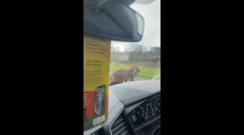 Baby Monkey Climbs on Car at Drive-Thru Safari Park