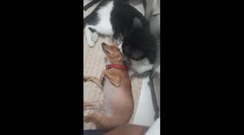 A Cozy Moment Between A Cat And A Dog
