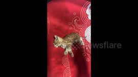 Chinese woman saves freezing kitten from snowy peril with hairdryer