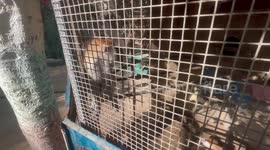 Zoo animals in Gaza suffer from poor conditions amid ongoing conflict