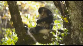 Shooting the activity process of Yunnan golden monkeys.