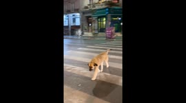 Stray dog waits patiently for traffic light to turn green to cross the road