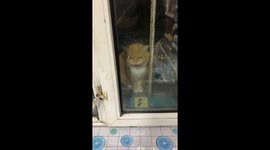 Cute feline invader breaks into store and feast in northeast China