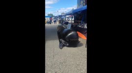 Unlikely visitor: sea lion strolls through Valdivia's entrepreneur stands