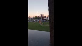 Playful pooch enjoying a swingy adventure in Morón, Buenos Aires!