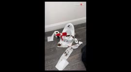 Daughter's reaction wins heart after mum's Elf on the shelf prank