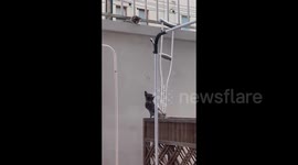 A Kitten Climbing Up to the Wall with a Crutch in Shanghai, China