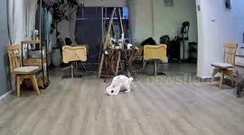 Cat makes a mess biting tissue paper all over the living room floor