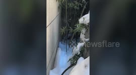 Woman defrosts frozen kitten and nurses it back to health using a hairdryer