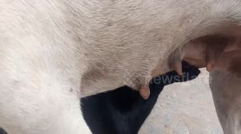 Dog takes care of motherly duties of orphaned lambs.