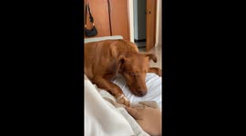 Playing With A Blind Dog