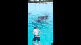 Dog Swims With Manta Rays