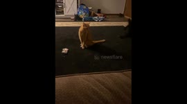 Wrestler Cat Body Slams Dog