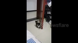 Kitten makes a surprise attack in Xinjiang, China