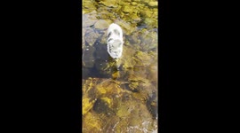 Adorable Cat Swims Across Shallow River
