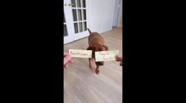 Dog Learns To Play Piano