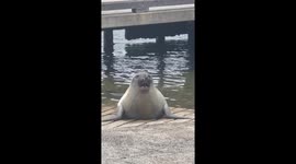Neil The Seal Waddles Into Naptime