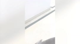 Heartwarming Dog reunions With Their Owners