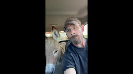 Donkey Rides VIP