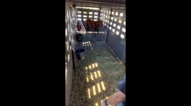 Blue Heeler Dog Fetches Horse