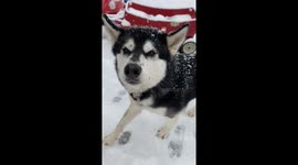 Our Alaskan Malamutes Sojou has gone missing in the garden hiding underneath the deck