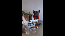 French Bulkdog makes Christmas brownie trees, very cute