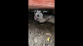 Sojou our Alaskan Malamute has been found hiding in her wolf den in the garden