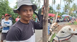 Traditional cow racing in the jockey's field also ran behind him
