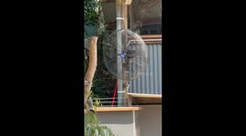 Koala Cools Off In Breeze