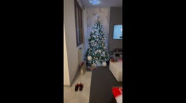 Cat Climbs Out Of Christmas Tree For Treats