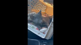 Shrimp The Kitten Relaxes In His Carrier