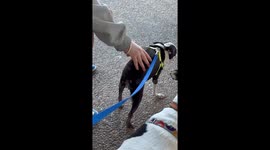 Boston Terrier Does Handstands For Booty Scritches