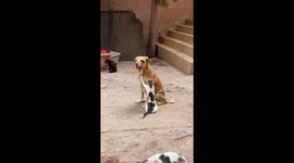 Blind Refuge Dog Massaged By Cat