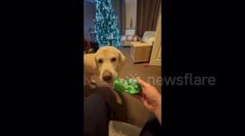 My Dog Is A Genius! Watch Him Bring Me Back A New Beer After Finishing my last one.