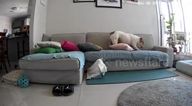 Portly Pup Gets Stuck Under Table