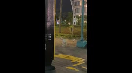 Human Meowing Confuses Cat