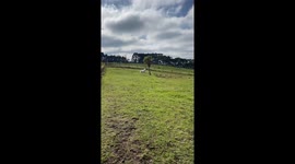 Horse Pretends Slip Didn't Happen