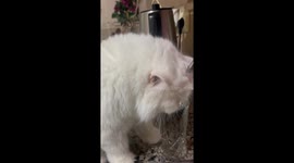 Running Faucet Doesn't Deter Thirsty Cat
