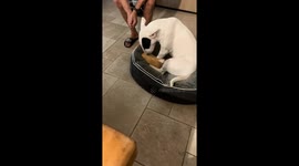 Adorable encounter: dog and hamster bonding in Provence, France