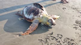 Bathers remove a dead sea turtle from the sea with a cracked shell in Praia Grande, SP, Brazil