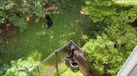 Bear Cubs Climb Fences to Nurse With Mom