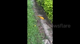 Rescuing a Golden Koi Fish in Fujian, China