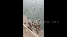 Flame Turtles All Climb Ashore by Mistake Thinking It's Feeding Time in Meizhou, Guangdong Province, China