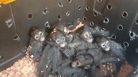 Endangered Spider Monkey Babies Freed From Packing Crates in Chiapas, Mexico