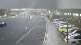 Runaway alpaca spits at police while causing traffic jam on busy motorway