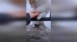 Woman warms cat up with frozen paw stuck to metal pole
