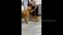 Corgi picks up food dropped by Golden Retriever at owner's feeding time in Henan, China