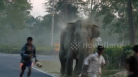 Elephant chases away locals on road in northeastern India